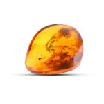 Amber Collectibles Inclusion