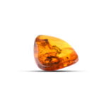 Amber Collectibles Inclusion
