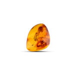 Amber Collectibles Inclusion